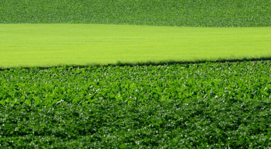 green20field20-20shari.jpg